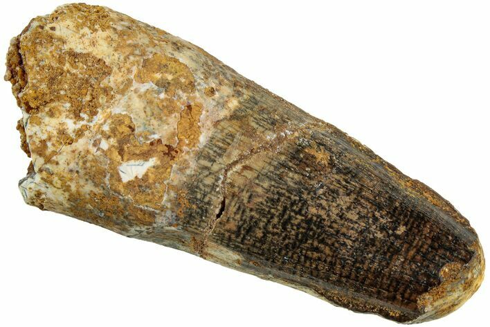Fossil Spinosaurus Tooth - Real Dinosaur Tooth #237379